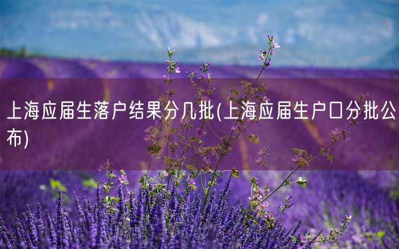 上海应届生落户结果分几批(上海应届生户口分批公布)