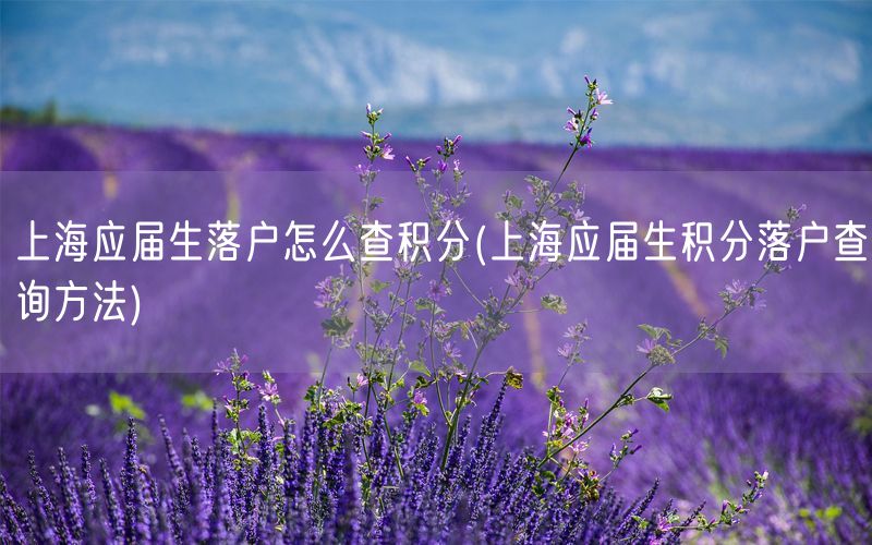 上海应届生落户怎么查积分(上海应届生积分落户查询方法)
