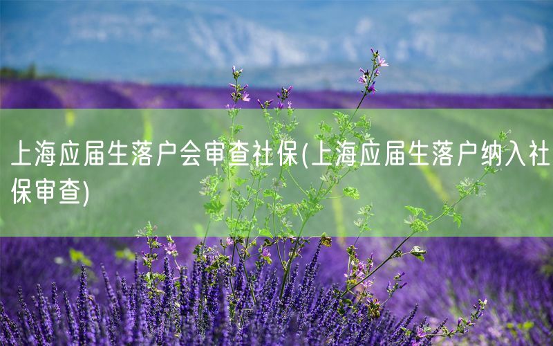 上海应届生落户会审查社保(上海应届生落户纳入社保审查)